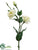 Lisianthus Spray - Green - Pack of 12