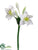 Star Lily Spray - White Green - Pack of 12