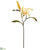 Lily Spray With Bud - Vanilla - Pack of 12