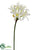 Nerine Lily Spray - White Green - Pack of 12