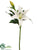 Lily Spray - White - Pack of 12