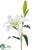 Casablanca Lily Spray - White - Pack of 12