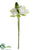 Water Lily Bundle - White - Pack of 12
