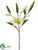 Lily Spray - Cream Green - Pack of 6