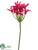 Nerine Lily Spray - Beauty Two Tone - Pack of 6