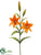 Day Lily Spray - Orange - Pack of 12