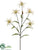 Tiger Lily Spray - Beige - Pack of 12
