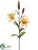 Tiger Lily Spray - Amber - Pack of 12