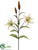 Tiger Lily Spray - Beige - Pack of 12