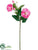 Morning Glory Spray - Cerise - Pack of 12