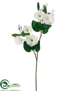 Morning Glory Spray - White Green - Pack of 12