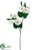 Morning Glory Spray - White Green - Pack of 12