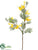 Mimosa Spray - Yellow - Pack of 12