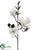 Magnolia Spray - Cream White - Pack of 6