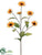 Aster Mum Spray - Mustard - Pack of 12