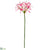 Nerine Lily Spray - Pink Light - Pack of 12