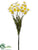 Narcissus Bundle - White Yellow - Pack of 12