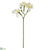 Narcissus Spray - White - Pack of 12