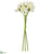Narcissus Bundle - White - Pack of 12