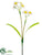Narcissus Spray - White Yellow - Pack of 12