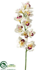 Cymbidium Orchid Spray - Cream Burgundy - Pack of 6