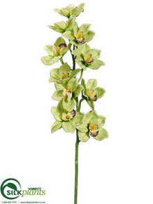 Cymbidium Orchid Spray - Green Burgundy - Pack of 6