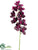 Cymbidium Orchid Spray - Plum - Pack of 6