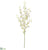 Oncidium Orchid Spray - Cream - Pack of 12