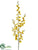 Oncidium Orchid Spray - Yellow - Pack of 12