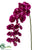 Phalaenopsis Orchid Spray - Orchid - Pack of 12