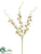 Dendrobium Orchid Spray - Cream Orchid - Pack of 12