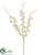 Dendrobium Orchid Spray - Cream - Pack of 12
