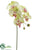 Phalaenopsis Orchid Spray - Green Burgundy - Pack of 12