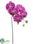 Phalaenopsis Orchid Spray - Violet Two Tone - Pack of 12