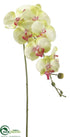 Silk Plants Direct Phalaenopsis Orchid Spray - Green Burgundy - Pack of 12