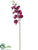 Phalaenopsis Orchid Spray - Plum - Pack of 12