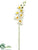 Silk Plants Direct Phalaenopsis Orchid Spray - Cream Yellow - Pack of 12