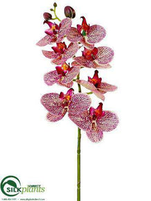 Phalaenopsis Orchid Spray - Cerise Orchid - Pack of 12