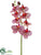 Phalaenopsis Orchid Spray - Cerise Orchid - Pack of 12