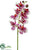 Phalaenopsis Orchid Spray - Cream Orchid - Pack of 12