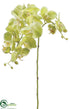 Silk Plants Direct Phalaenopsis Orchid Spray - Green - Pack of 12
