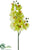 Phalaenopsis Orchid Spray - Lime Light - Pack of 12