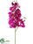 Phalaenopsis Orchid Spray - Orchid Cream - Pack of 12