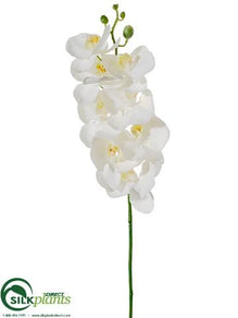 Phalaenopsis Orchid Spray - White - Pack of 12