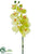 Phalaenopsis Orchid Spray - Lime Light - Pack of 6