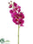 Phalaenopsis Orchid Spray - Orchid Cream - Pack of 6