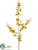 Oncidium Orchid Spray - Yellow - Pack of 12