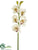 Cymbidium Orchid Spray - Cream Burgundy - Pack of 6