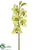 Cymbidium Orchid Spray - Green Burgundy - Pack of 6