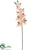 Phalaenopsis Orchid Spray - Peach Soft - Pack of 6
